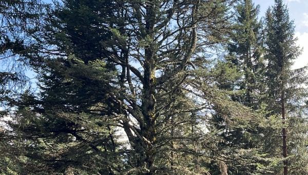 Le premier sapin président du Valais est à Troistorrents